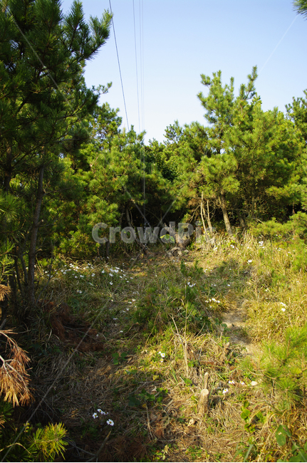 나무,식물,숲,초록,plant,자연,풍경,nature,landscape,vegetation,초목,ground,바닥,outdoors,옥외,land,땅,tree