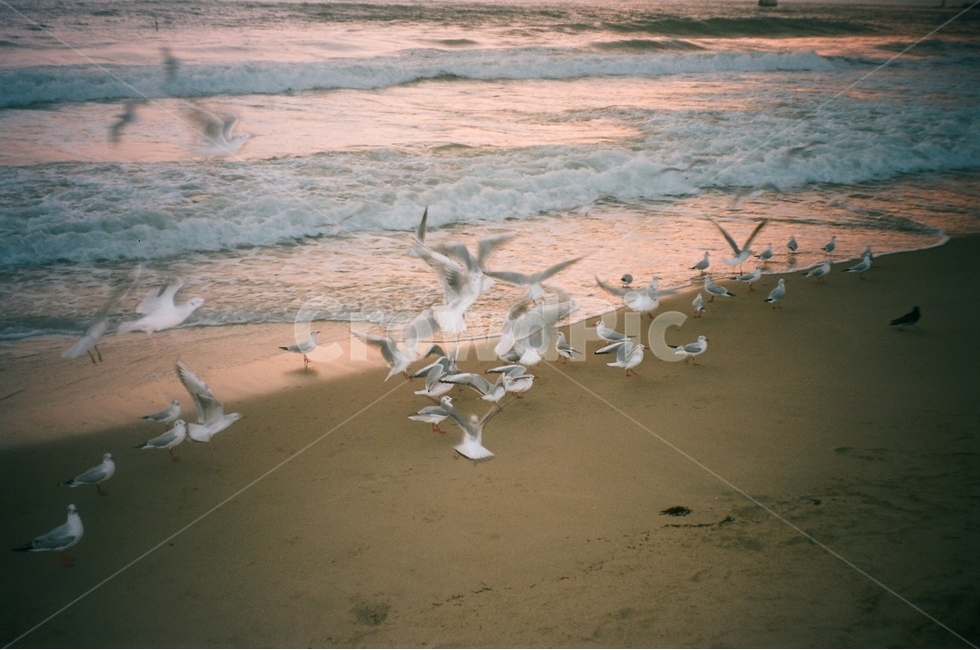 갈매기,부산,바닷가,파도,모래,모래사장,노을,해질녘,발자국,해변,바다,beach,sea,동물,animal,조류,새,birds,감성,sensible,feeling,색깔,색상,색채,색감,color sense,color sensitivity,feeling of color