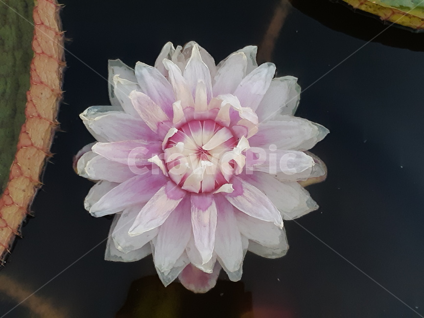 plant,식물,flower,꽃,빅토리아,식물,자연,plants,nature,꽃,flower
