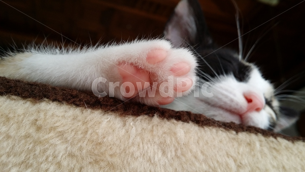 고양이,고양이발바닥,자는고양이,자는모습,발바닥,동물,animal,포유류,mammal,고양이,cat,kitten,kitty