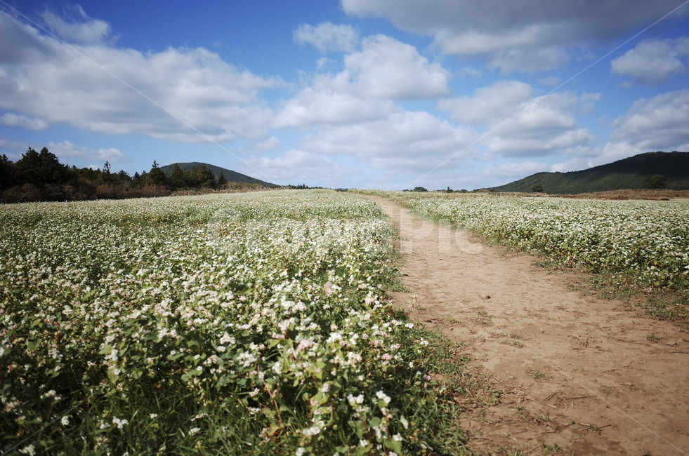 field,들,nature,자연,flower,blossom,plant,식물,메밀꽃,white,whiteflower,흰,하얀,흰꽃,하얀꽃,road,도로,dirtroad,흙길,sky,하늘,cloud,구름,blue,green,들판,푸른,파란,초록,자연,풍경,nature,landscape