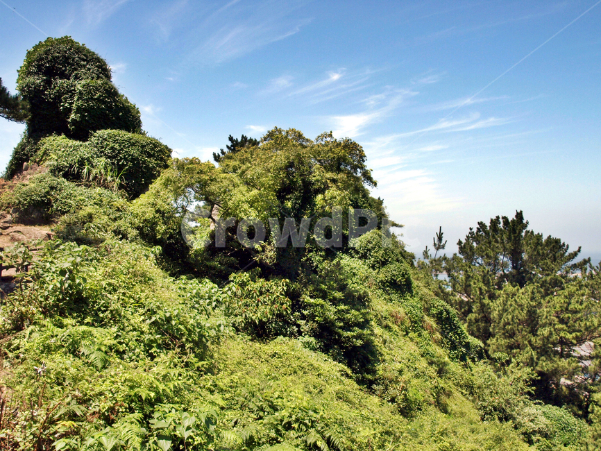 애기업은돌,제주,올레18코스,올레길,전설,사라봉,자연,풍경,nature,landscape,vegetation,초목,plant,식물,rainforest,열대 우림,land,땅,tree,나무,outdoors,옥외,jungle,밀림