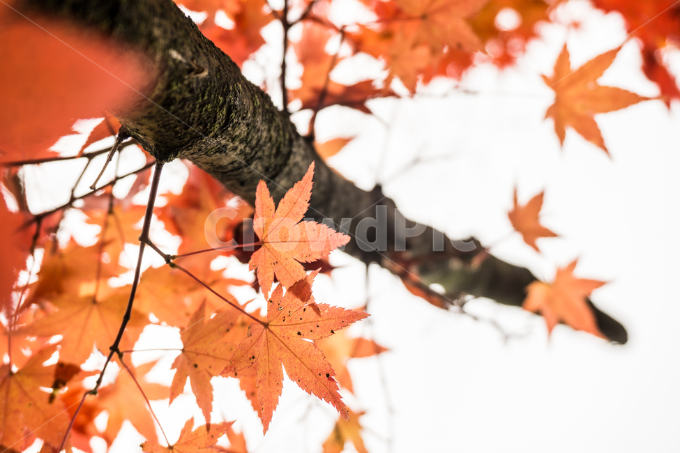 단풍,단풍나무,가을,낙엽,나뭇가지,가을,계절,fall,autumn,season,leaf,잎,plant,식물,tree,나무,maple