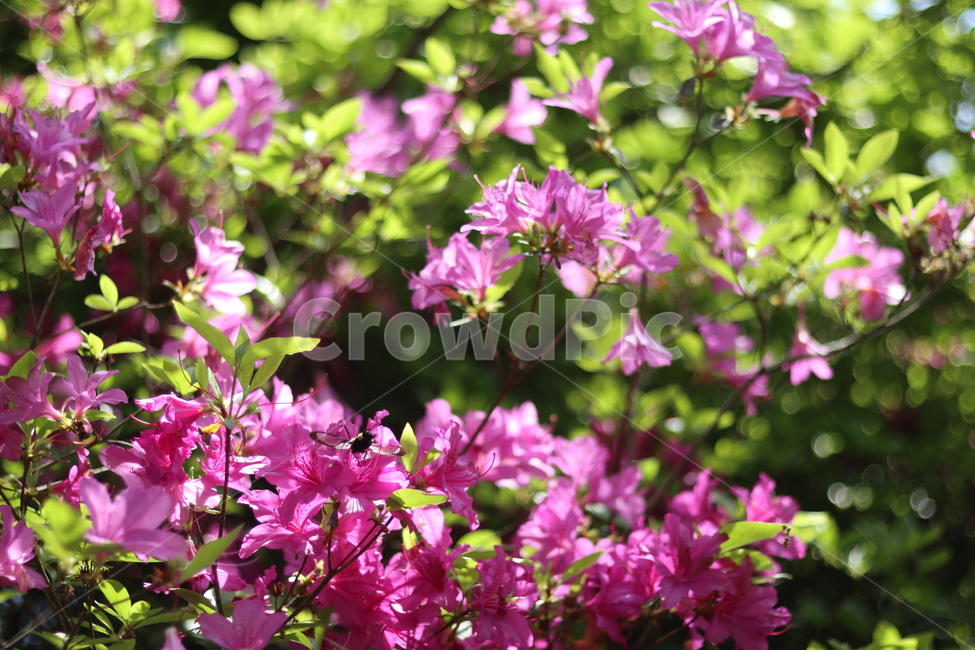영산홍,핑크,빛,연두잎,따스함,식물,자연,plants,nature,꽃,flower