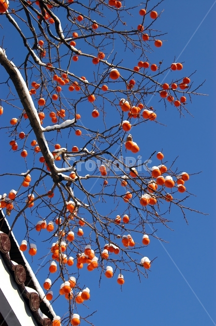 감,감나무,눈,겨울,과일,나무,나뭇가지,계절,자연,맑음,겨울,계절,winter,season,식물,자연,plants,nature,나무,trees,wood,음식,식재료,요리,food,cook,meal,dishes,food reserves,과일,열매,fruit