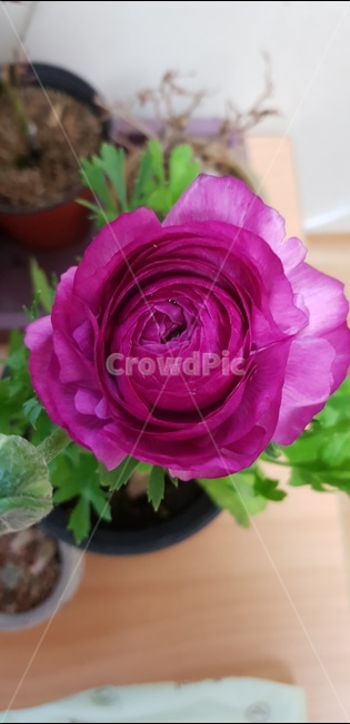 장미,진핑크,화사한꽃,자연,한송이,꽃,flower