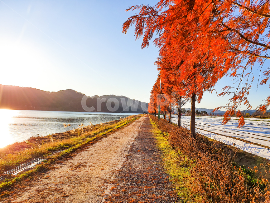 tree,나무,leaf,식물,잎,자연,노을,낙동강,길,풍경,가을,계절,fall,autumn,season