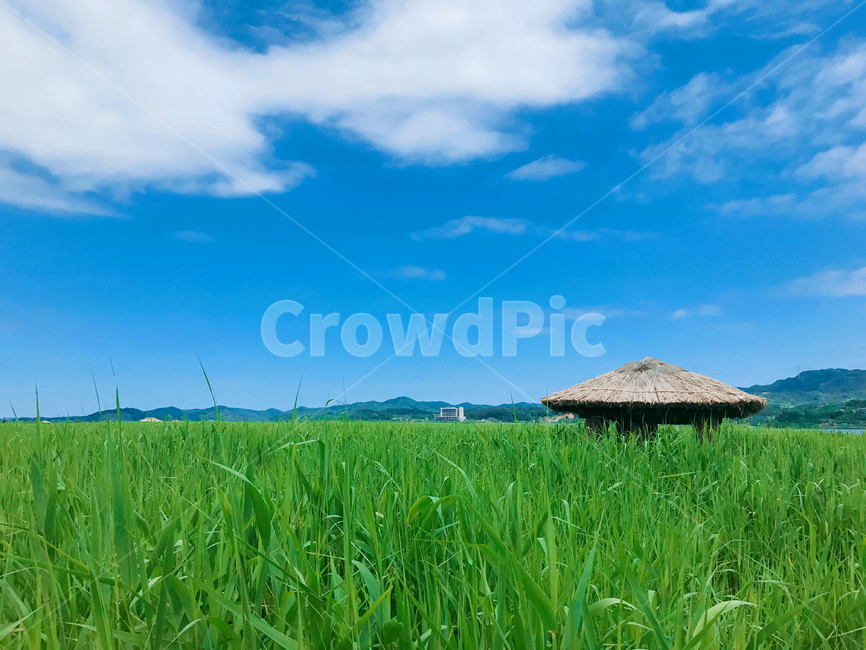 하늘,초원,갈대,원두막,자연,자연,풍경,nature,landscape,outdoors,옥외,grassland,목초지,field,들