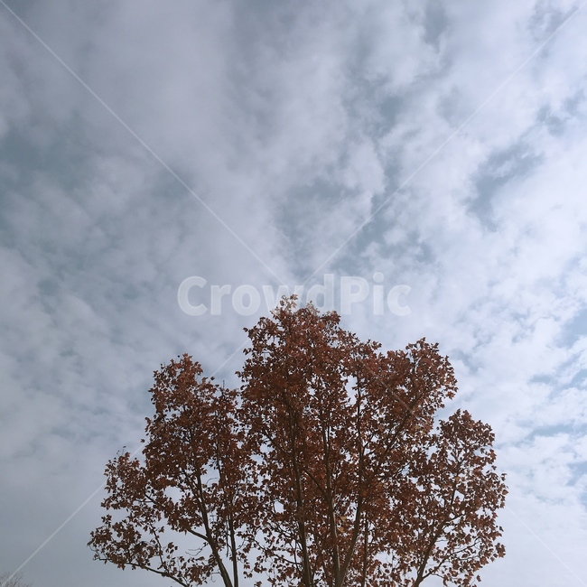 하늘,나무,가을,겨울,풍경,가을,계절,fall,autumn,season,자연,풍경,nature,landscape,식물,plants,나무,trees,wood,tree,plant,outdoors,옥외