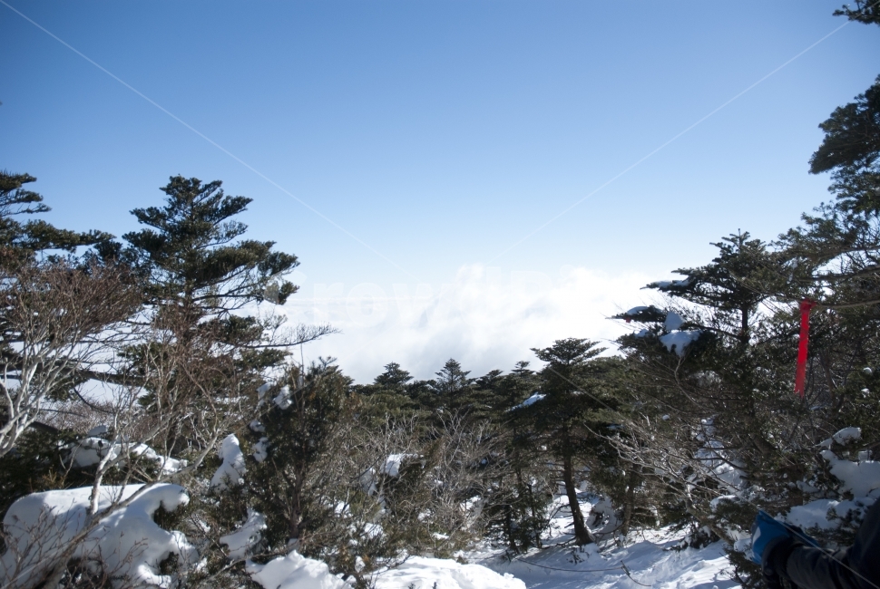 제주,한라산,제주도,자연,여행,설원,설경,눈,설산,숲,나무,풍경,숲속,산,등산,겨울,계절,겨울,계절,winter,season,자연,풍경,nature,landscape,plant,식물,tree,fir,전나무