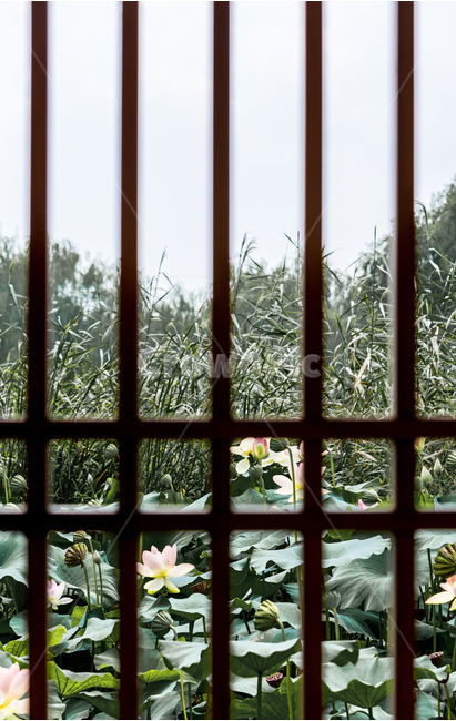 연꽃,연잎,습지,자연,궁남지,식물,자연,plants,nature,꽃,flower