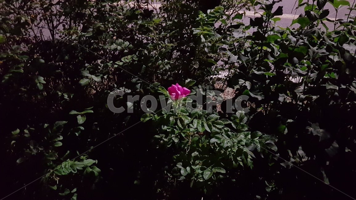 blossom,꽃,rose,장미,plant,식물,flower,군계일학,외로움,감성,emotional,식물,자연,plants,nature