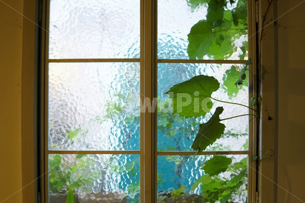 덩쿨,창문,식물,초록,나무,자연,nature,인테리어,실내디자인,interior design