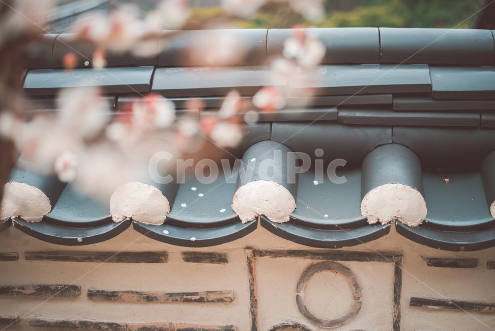 매화,매화꽃,꽃,식물,매화나무,기와,한옥,봄,계절,spring,season,한국전통,한국문화,korean traditional,korean culture,건축물,건물외관,exterior,building,structure,architecture,construction