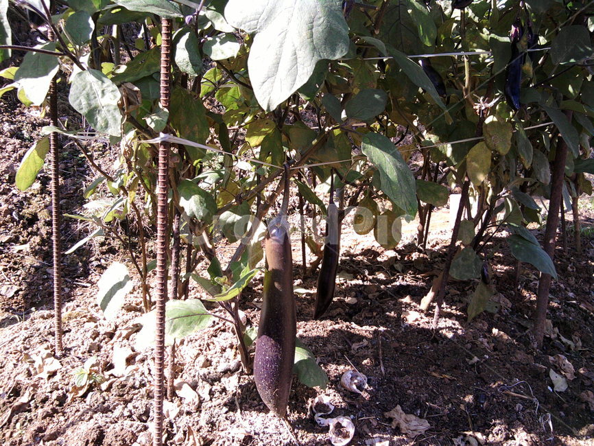 가지,시골,채소,밭,열매채소,보라색,식물,자연,plants,nature