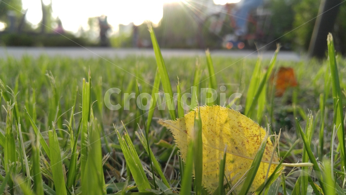 잔디,나뭇잎,잎,초록,녹색,식물,배경,감성,계절,grass,leaves,leaf,green,flants,background,emotional,sason