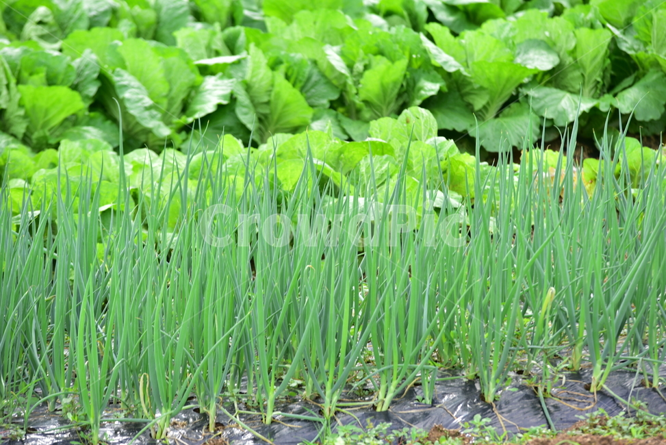 파,파농사,파밭,배추,잎,채소,야채,식물,vegetable,plants,onion,식물,자연,plants,nature
