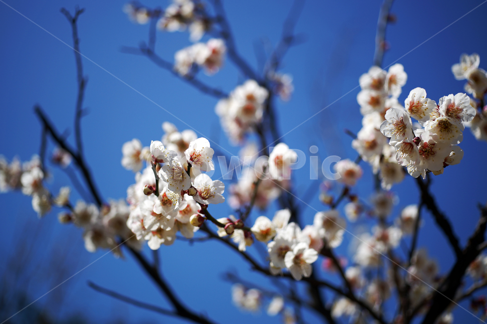 매화꽃,매화나무,꽃,봄,계절,하얀꽃,매화,식물,자연,plants,nature,꽃,flower