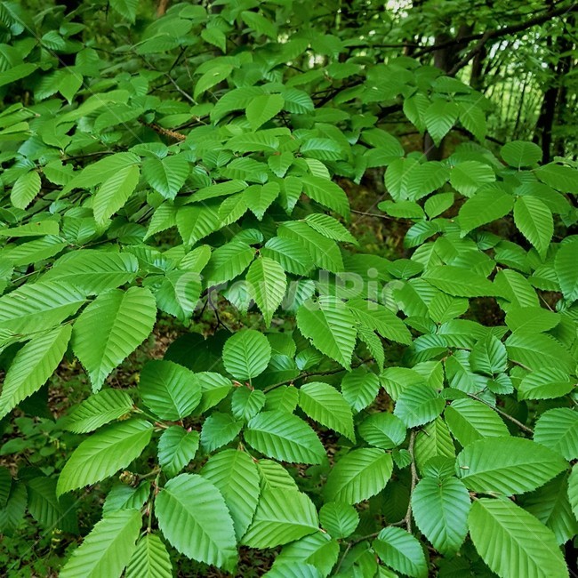 자연,나무,green,식물,nature,초록색,초록,녹색