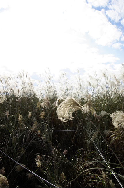 가을,억새,자연,nature,plant,식물,하늘,구름,식물,자연,plants,nature