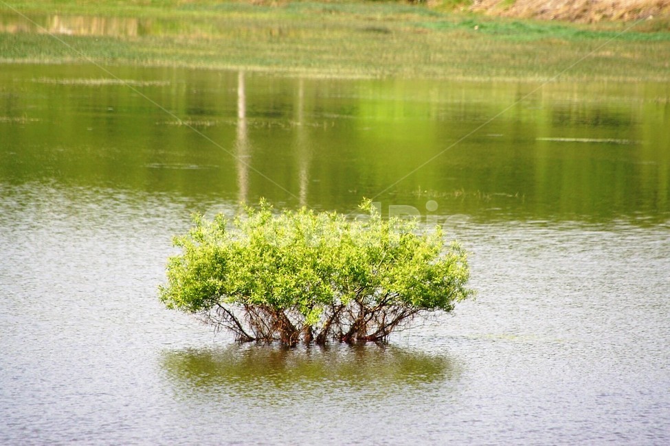 자연,식물,나무,물,저수지,그림자,초록색,감성,서정,trees,nature,green,풍경,자연풍경,봄,spring,season,자연,풍경,nature,landscape,water,outdoors,옥외