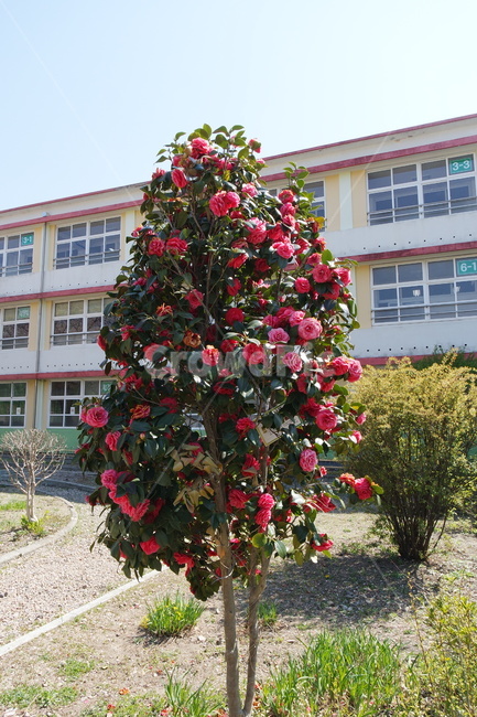 나무,동백나무,식물,학교,꽃,초등학교,교정,tree,자연,풍경,동백꽃,school,빨간색,빨간꽃,동백,red,flower,식물,자연,plants,nature,꽃,flower,나무,trees,wood