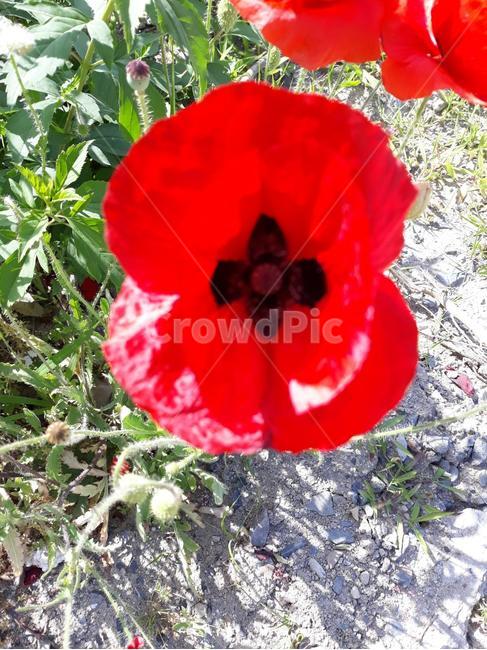 꽃,자연,생물,식물,생태계,만개,꽃종류,flower,개화,꽃송이