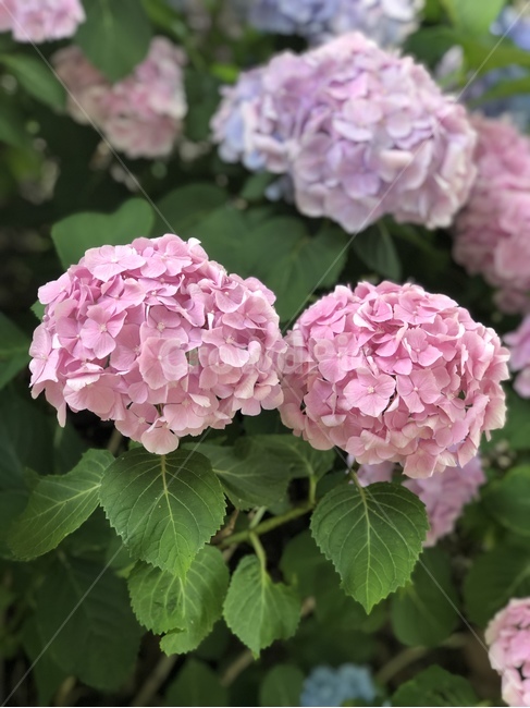 수국,꽃,분홍색수국,분홍색,colorful,flower