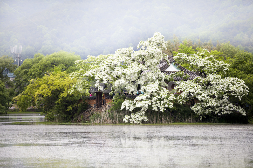 위양지,이팝나무,봄,plant,nature,한국자연풍경,한국자연경관,korea nature landscape