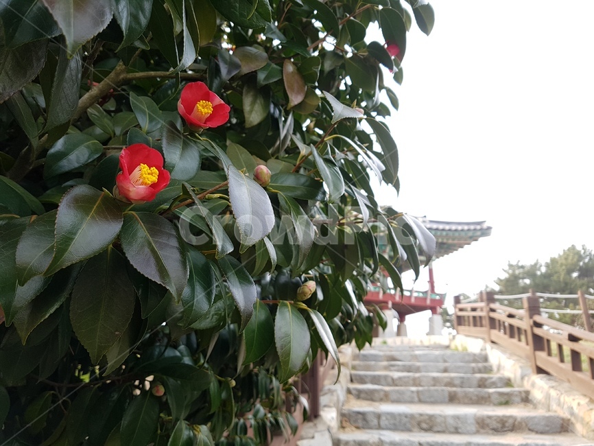 서천,마량리,동백나무숲,동백꽃,동백나무,동백정,동백숲