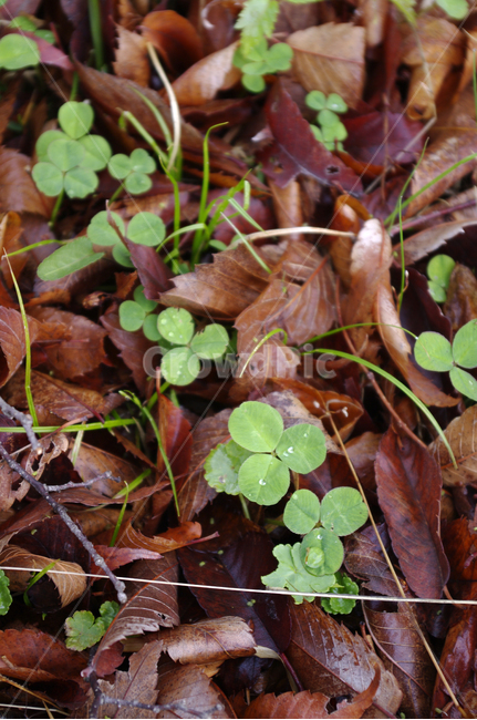 새싹,식물,plant,자연,nature,계절,봄,spring,식물,자연,plants,nature
