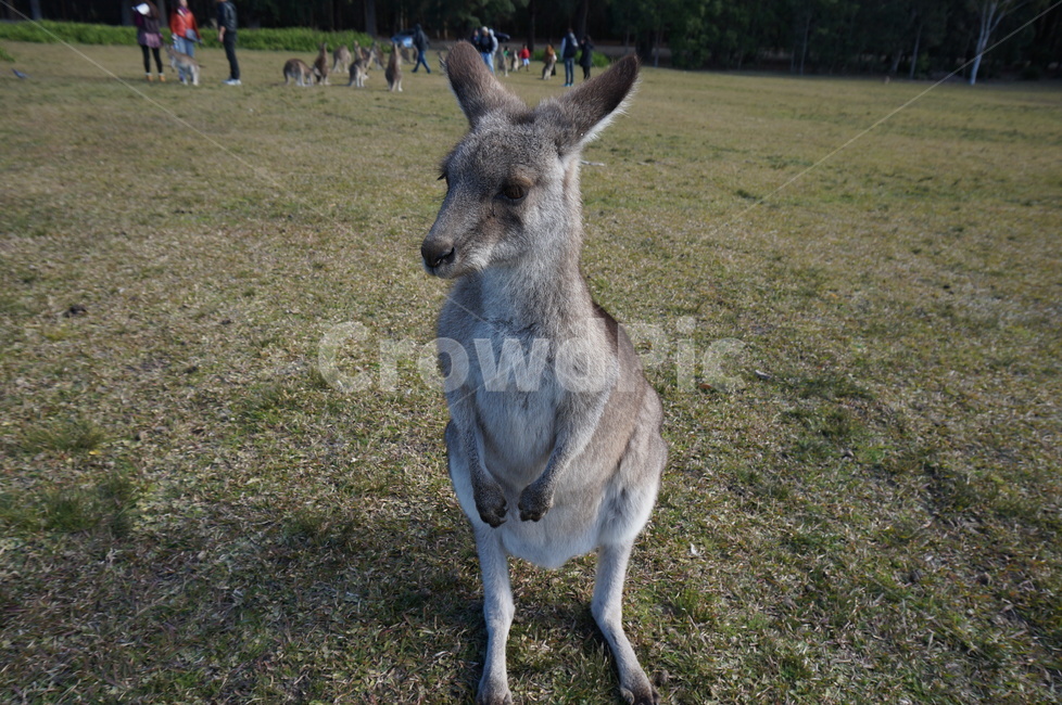 귀여운캥거루,작은캥거루,호주동물,동물,kangaroo,kanga,동물,animal,포유류,mammal