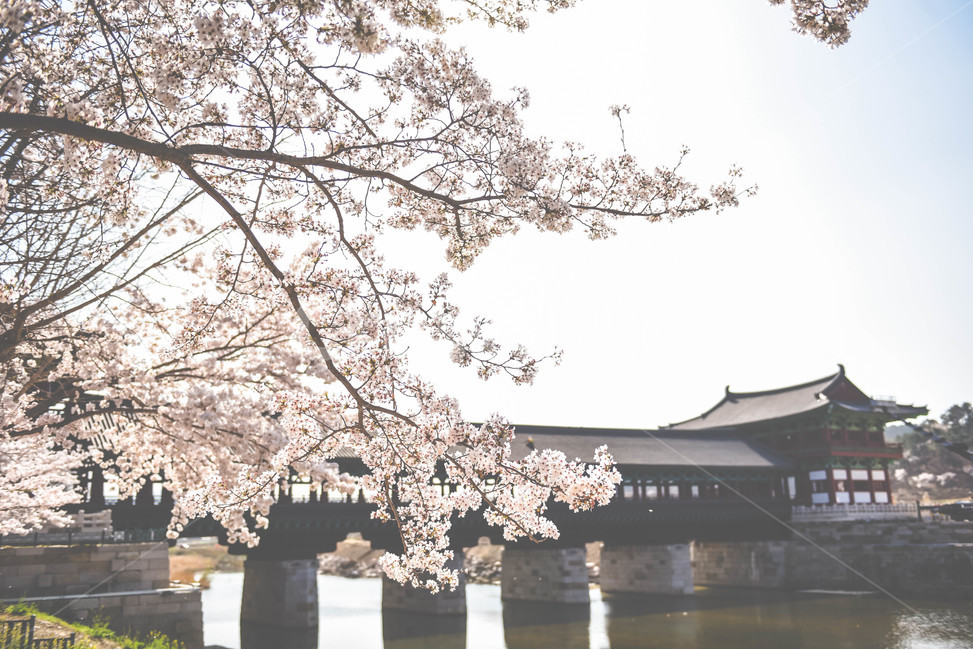 봄,벚꽃,월정교,경주스냅,풍경,경주,감성,봄,계절,spring,season,한국전통,한국문화,korean traditional,korean culture,랜드마크,landmark,tourist attraction,한국랜드마크,한국관광지,한국명소,korea landmark,korea tourist attraction,감성,sensible,feeling,plant,식물,flower,꽃,blossom,cherry blossom