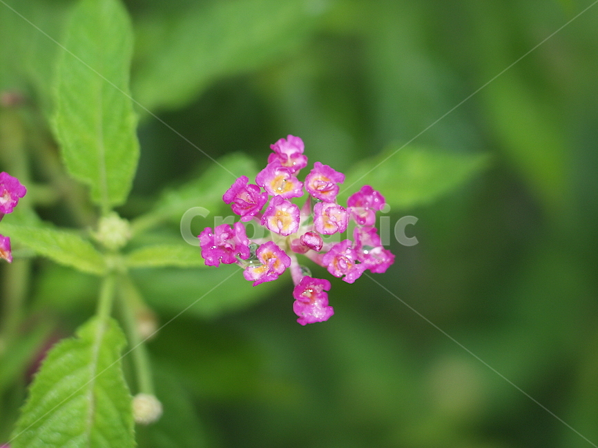 작은꽃,핑크,pink,flower,그린,green,식물,자연,plants,nature,꽃,flower