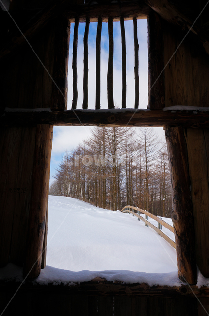 nature,자연,tree,나무,outdoors,옥외,눈,ice,겨울,대관령양떼목장,양떼목장,겨울,계절,winter,season