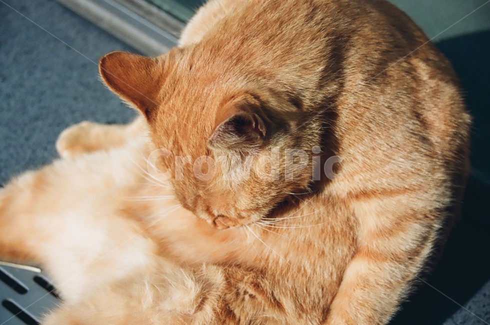고양이,포유류,동물,그루밍,animal,cat,kitten,동물,animal,포유류,mammal,고양이,cat,kitten,kitty