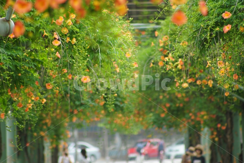 부천중앙공원,능소화,공원,꽃,풍경,식물,자연,plants,nature,꽃,flower