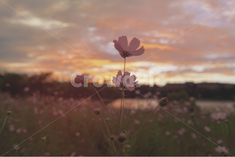 가을,꽃,코스모스,노을,풍경,landscape,cosmos,flower,plant,식물,석양,황혼,저녁,sunset,autumn,fall,가을,계절,fall,autumn,season,식물,자연,plants,nature,꽃,flower,색깔,색상,색채,색감,color sense,color sensitivity,feeling of color