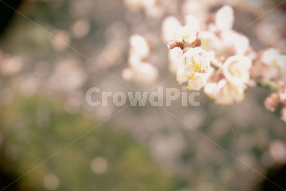 spring,flower tree,plum blossom,out of focus,flower