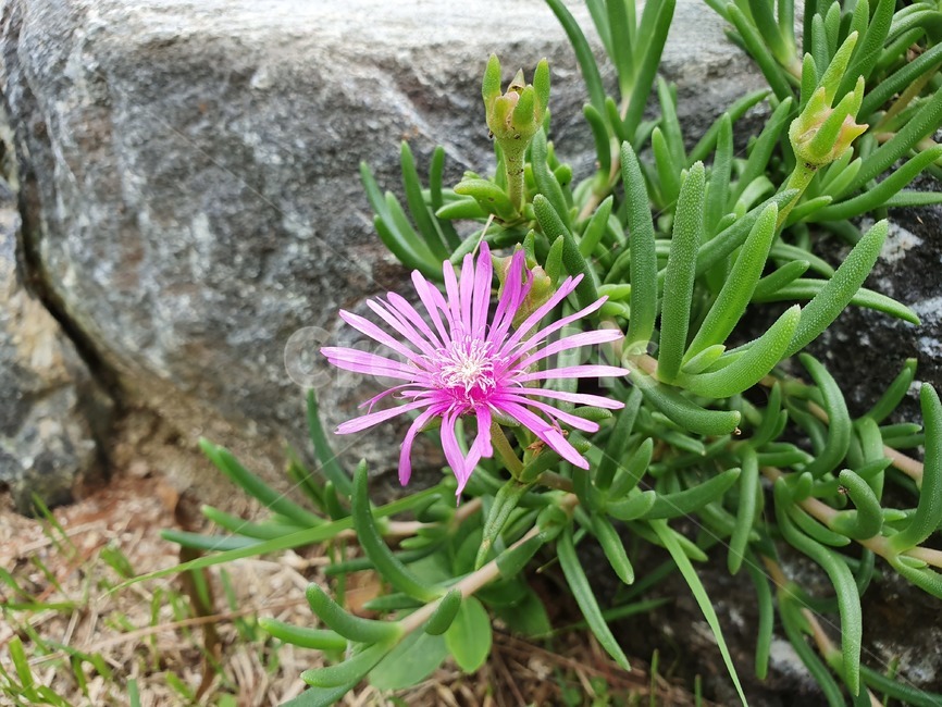 야생화,분홍색꽃,분홍꽃,꽃,flower,blossom,식물,plant,생명력,pink,green,돌,바위,틈새,식물,자연,plants,nature,꽃,flower