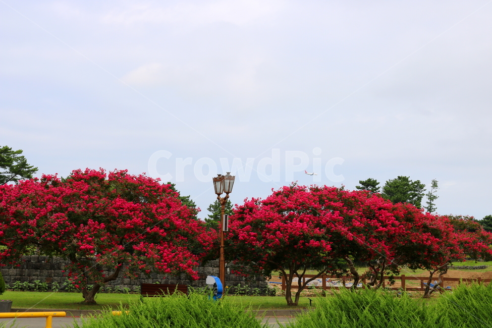 나무,배롱,배롱나무,배롱꽃,꽃,식물,자연,풍경,nature,landscape,식물,plants,꽃,flower,plant