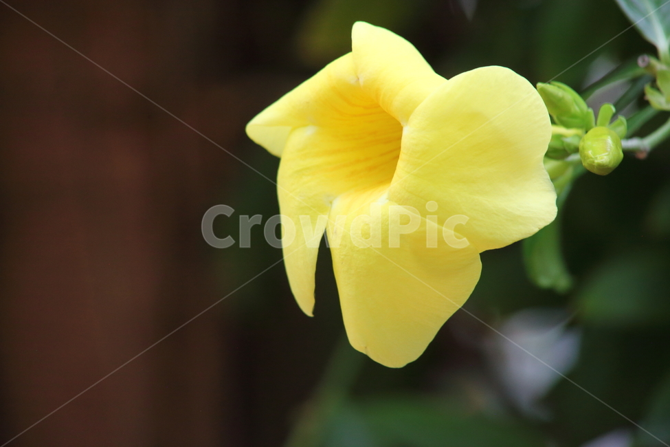 Allamanda,allamanda,yellow,religious plants,flower