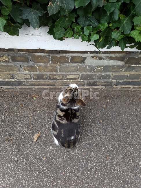 고양이,길고양이,cat,straycat,고양이뒷모습
