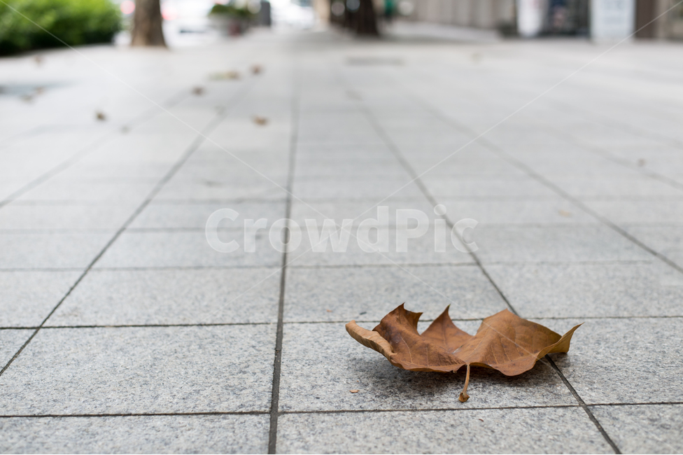 낙엽,가을,외로움,거리,나뭇잎,가을,계절,fall,autumn,season,leaf,잎,plant,식물,path,통로,tree,나무