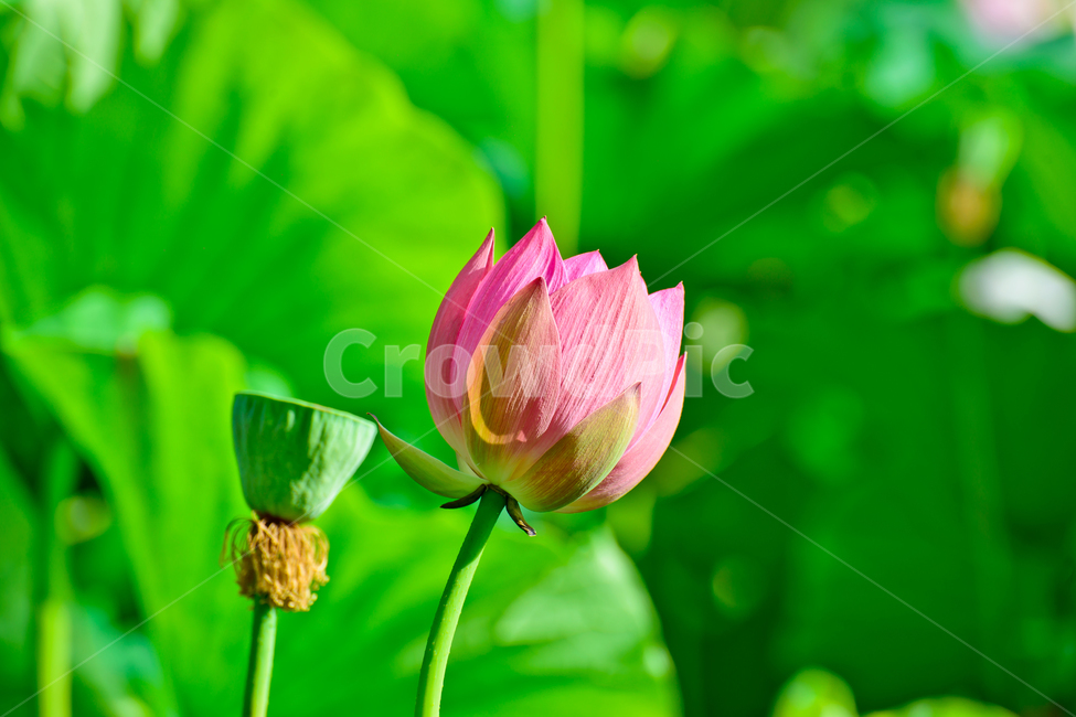 연꽃,연못,여름,꽃,아름다움,식물,자연,plants,nature,꽃,flower