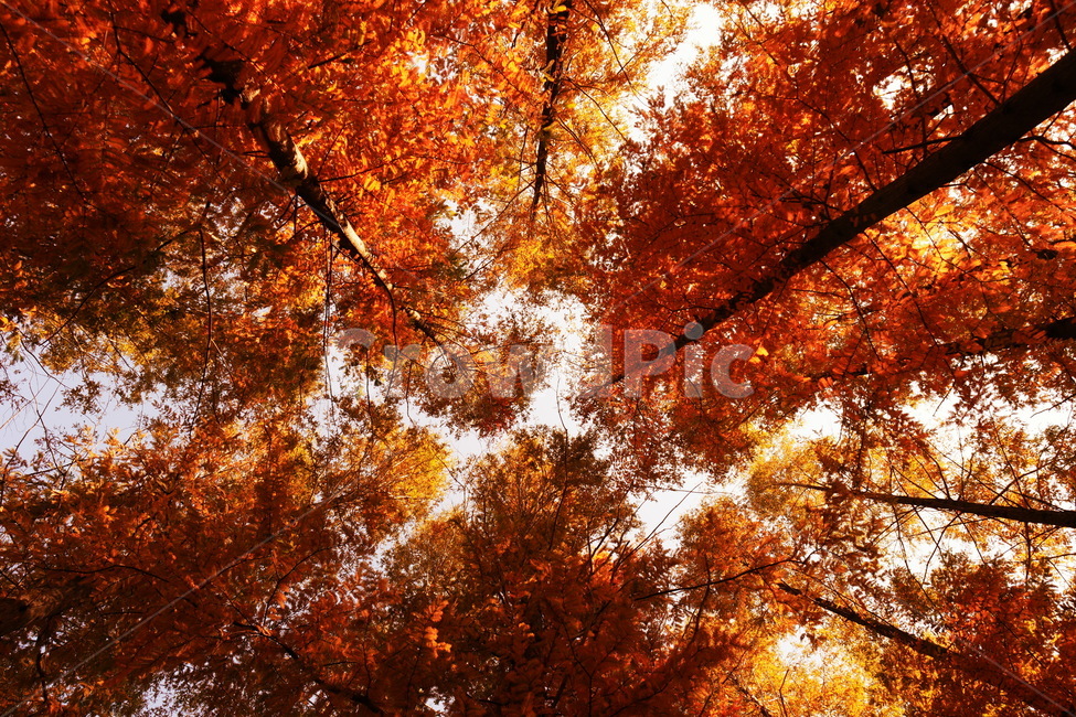 leaf,잎,plant,식물,tree,나무,maple,단풍,가을,계절,fall,autumn,season,자연,풍경,nature,landscape,식물,plants,나무,trees,wood