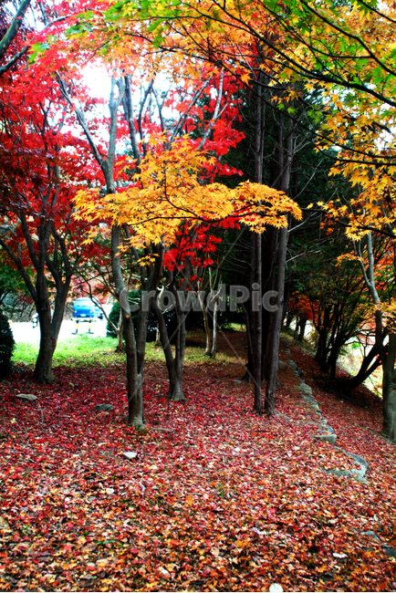 단풍,낙옆,홍단풍,가을,단풍나무,가을,계절,fall,autumn,season,plant,식물,leaf,잎,tree,나무,maple