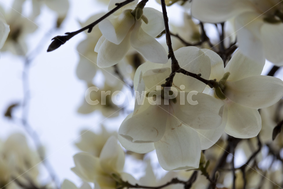 목련,백목련,봄꽃,목련꽃,흰목련,식물,자연,plants,nature,꽃,flower