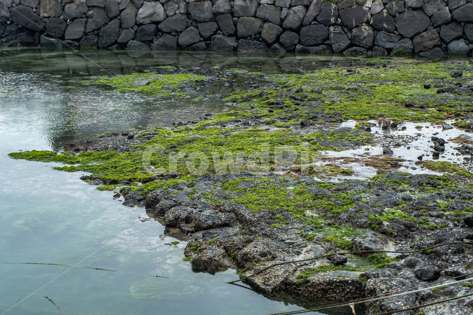 자연,제주,제주도,섬,nature,이끼,풀,물,돌,돌담,plant,자연,풍경,nature,landscape,식물,algae,조류
