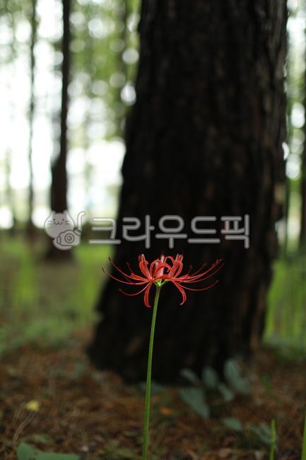daisy,flowerpot,red flower,summer flower,plant,wild flower
